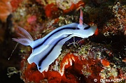Chromodoris lochi-Moga Island Bopa 3-25m-20180529-Denis-ADER-DSC_1917_tn